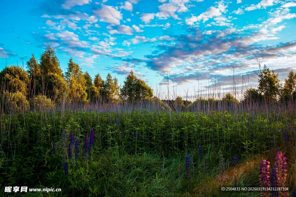夏日原野风光美景