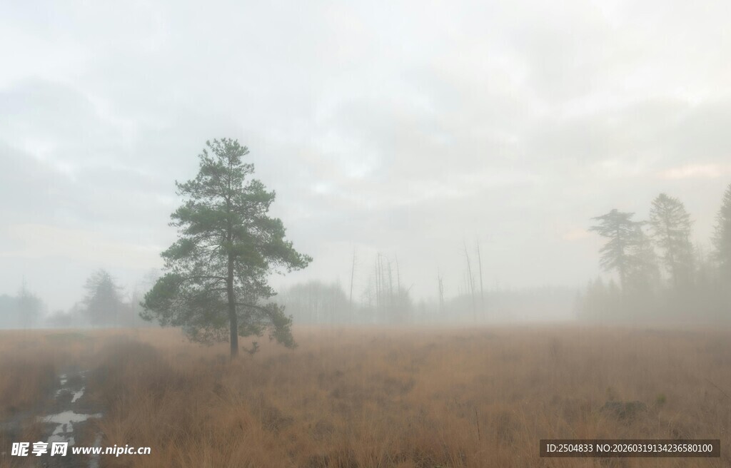 雾中孤树 旷野静谧景象