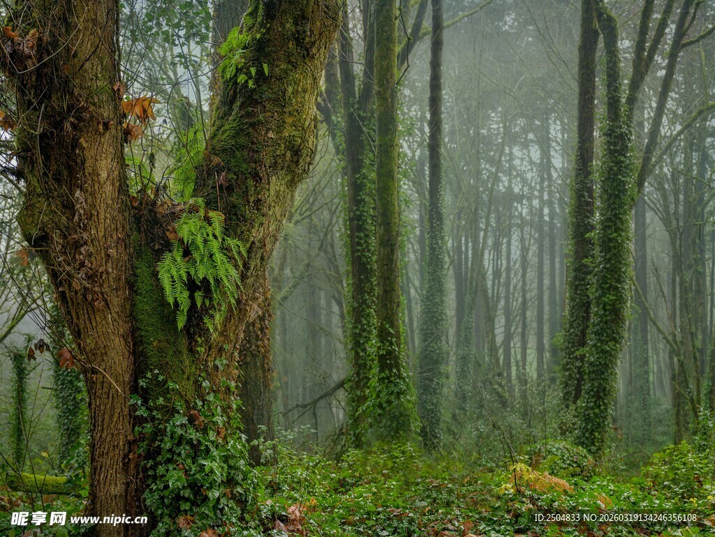 迷雾森林中的神秘树木