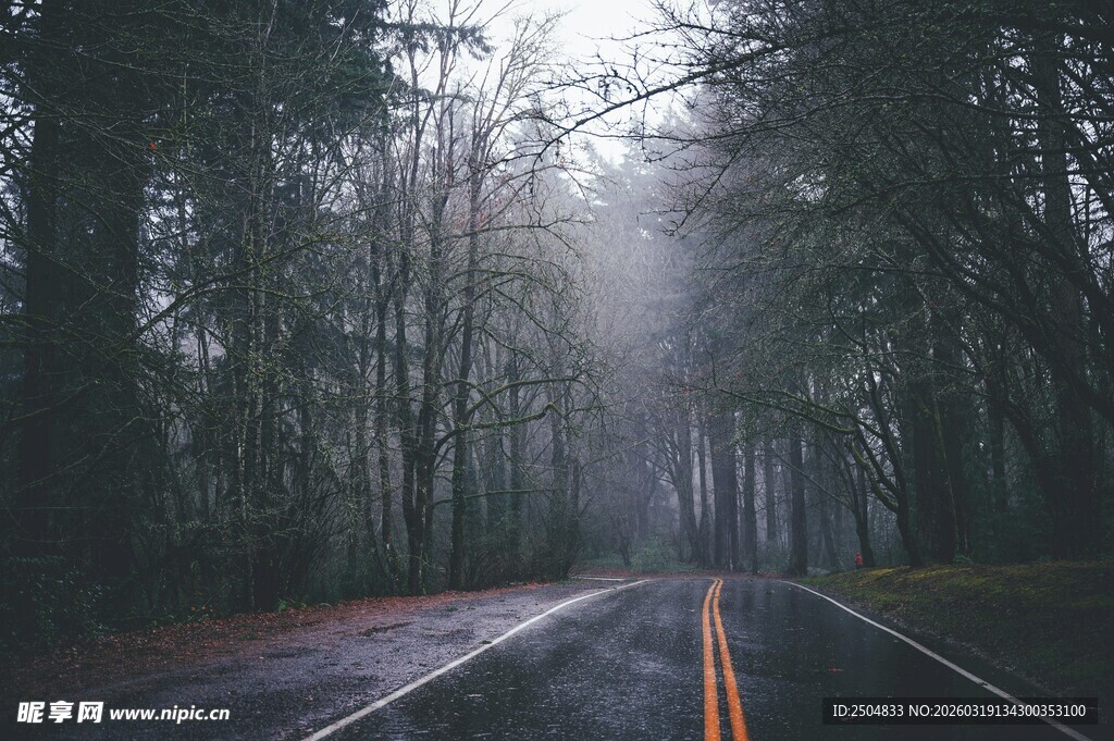 雾中幽径 森林深处的静谧