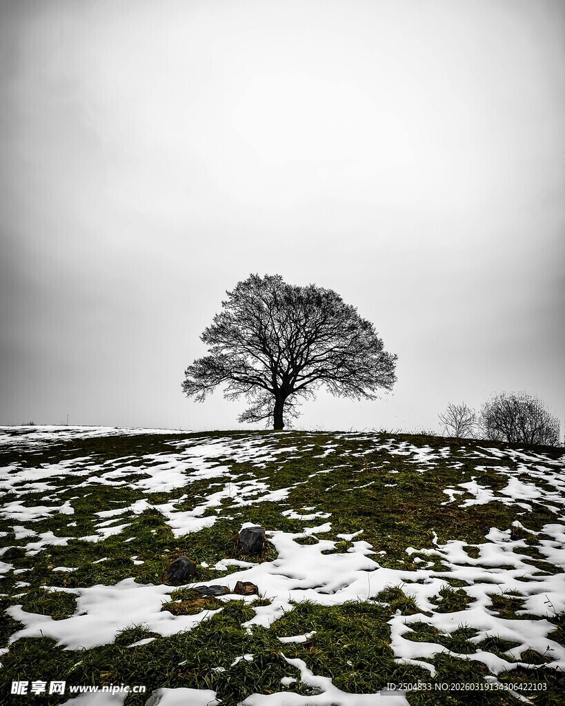 雪野孤树