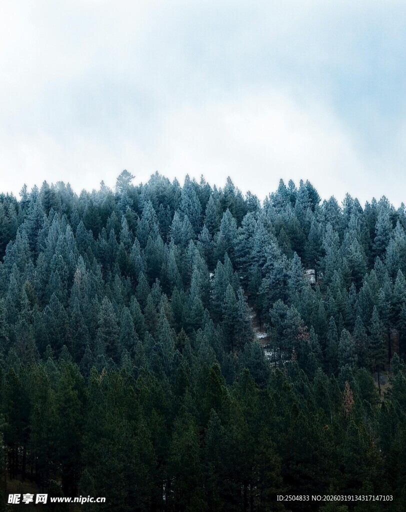 茂密森林覆盖的山坡