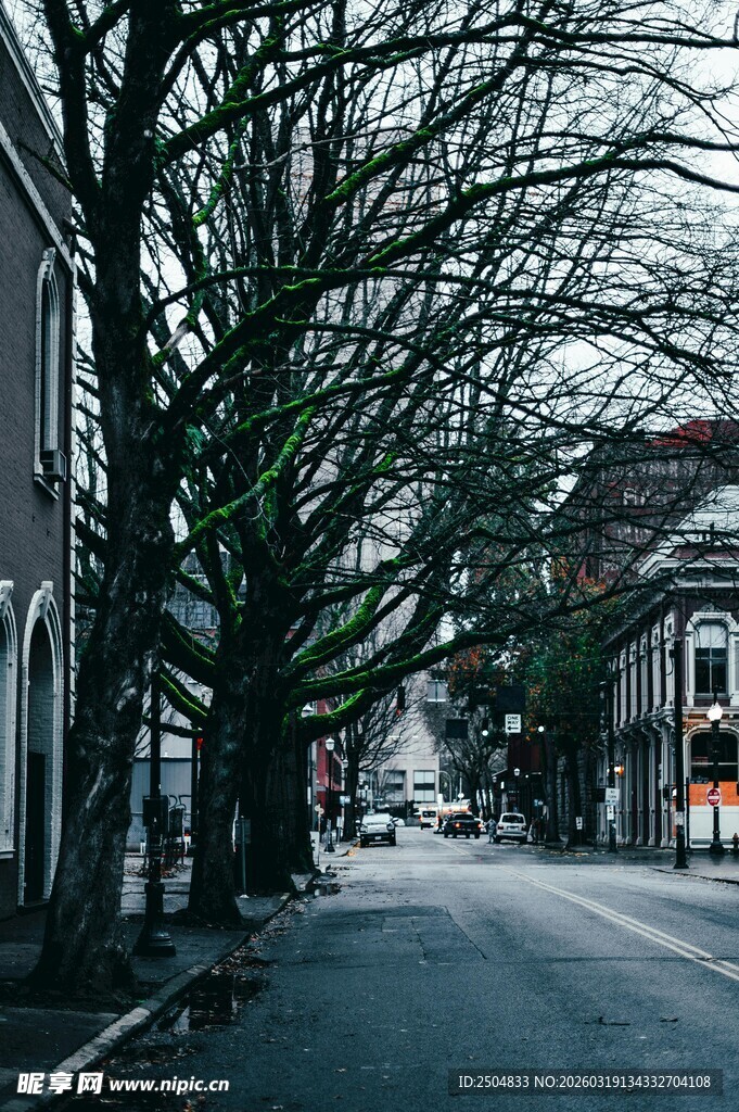 冬日寂静街道 光秃树木
