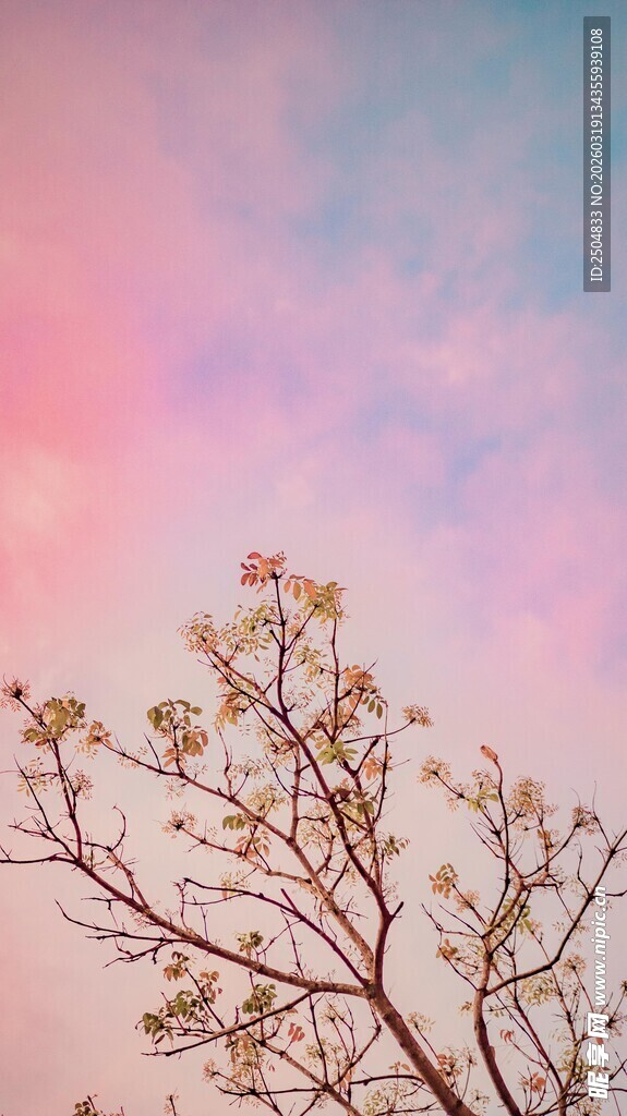 梦幻天空下的光秃树枝