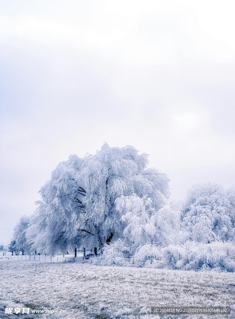 冬日银装素裹的树木景观