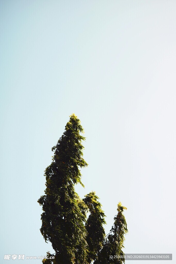 蓝天映衬下的挺拔树木