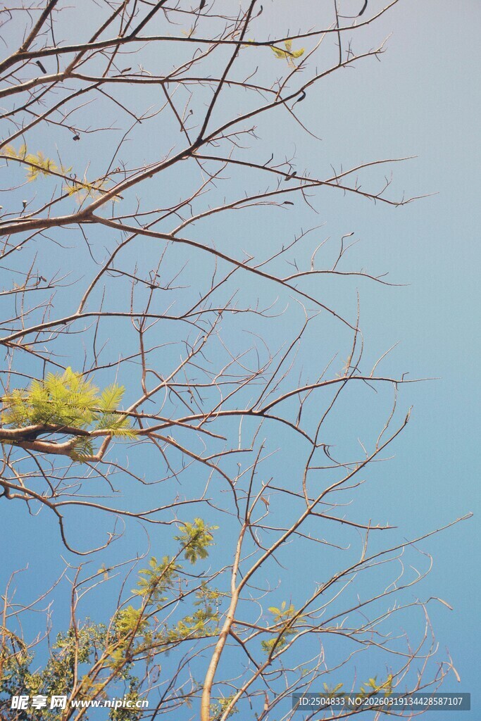 蓝天树枝间的一抹绿意