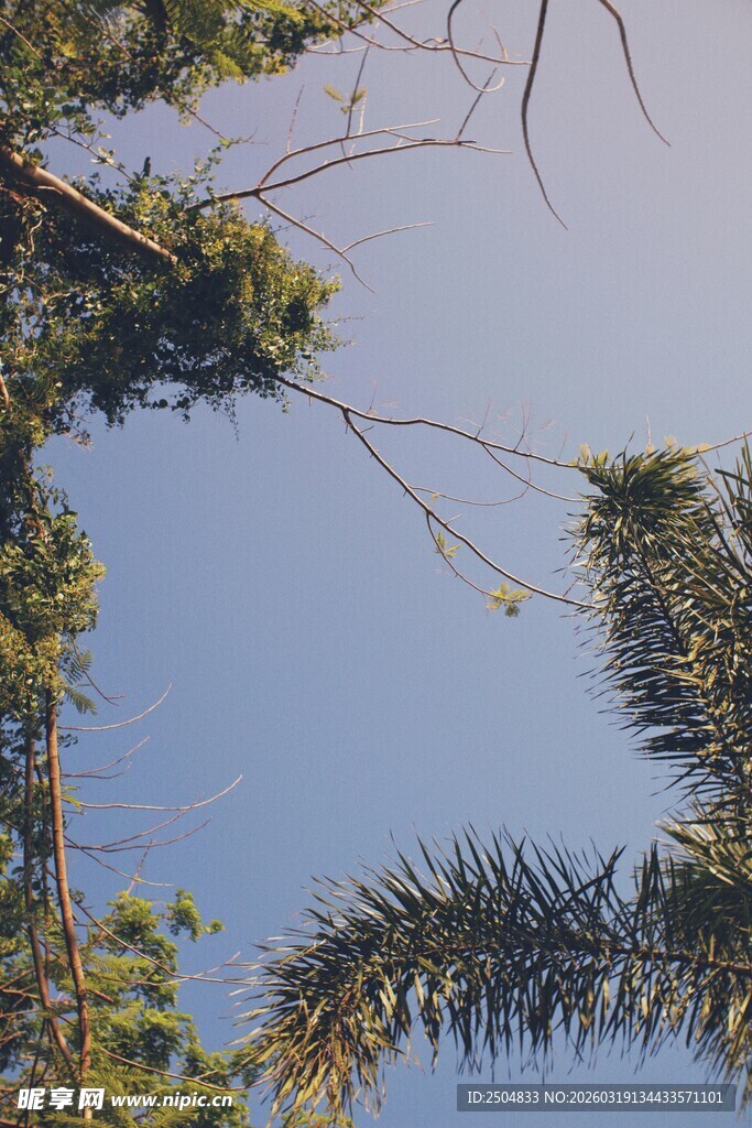 仰视视角下的树木与蓝天