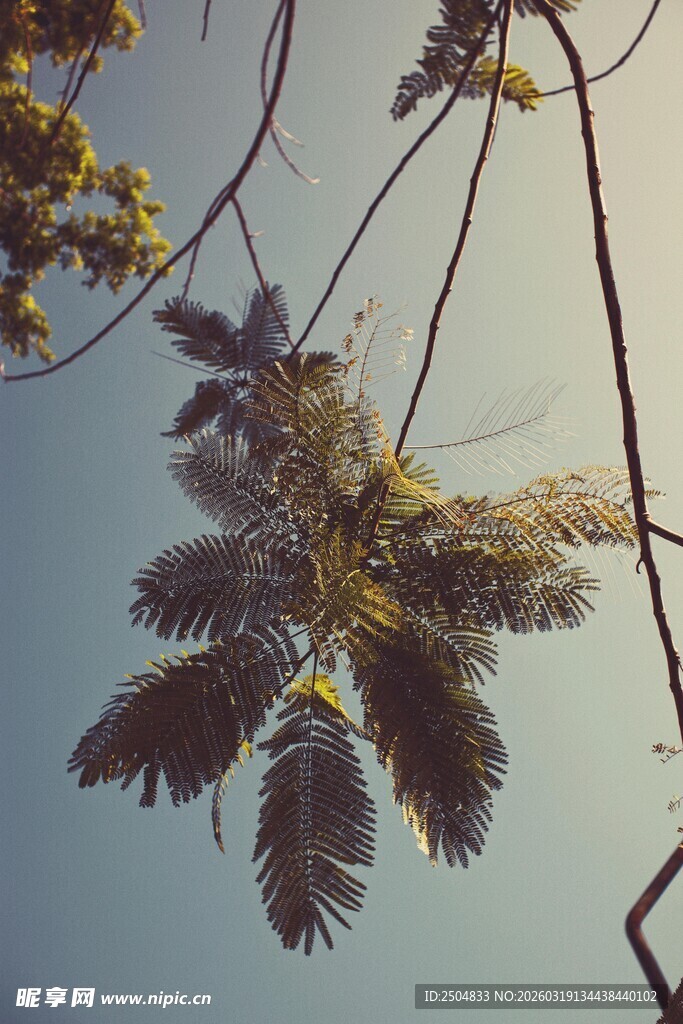 枝头舒展的羽状叶片