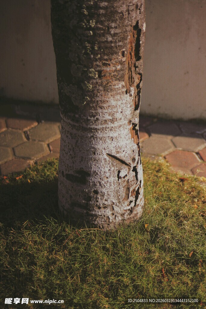树干下的草地特写