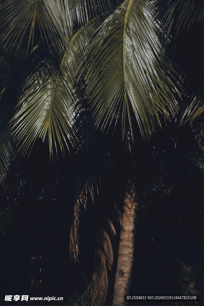 夜晚中的棕榈树