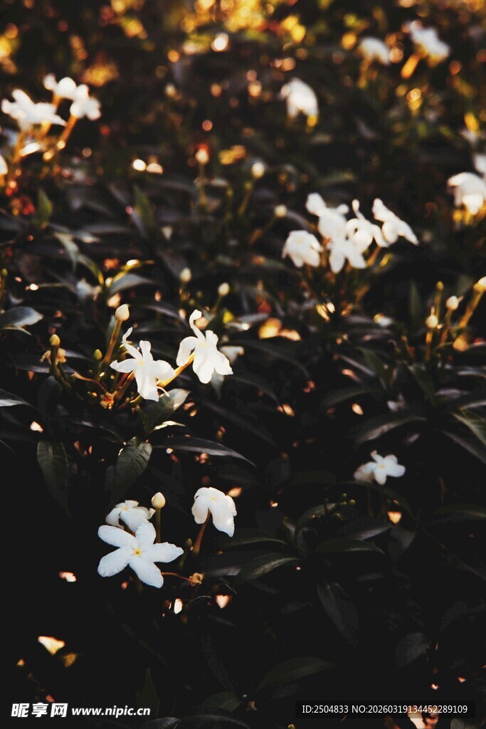 阳光下绽放的白色小花