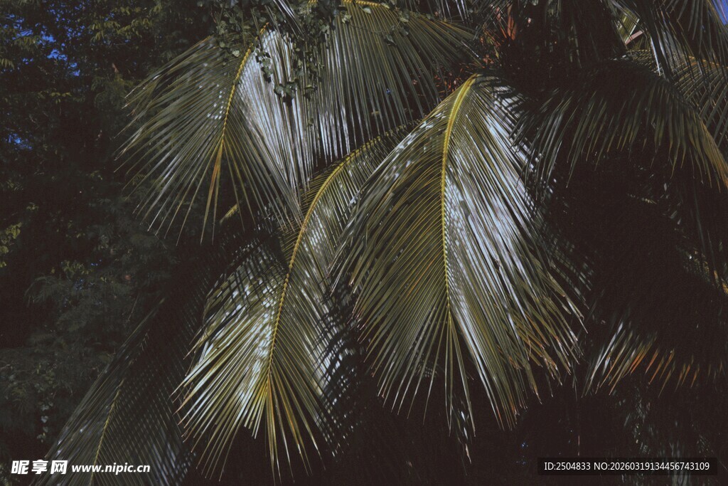 夜间摇曳的棕榈树叶