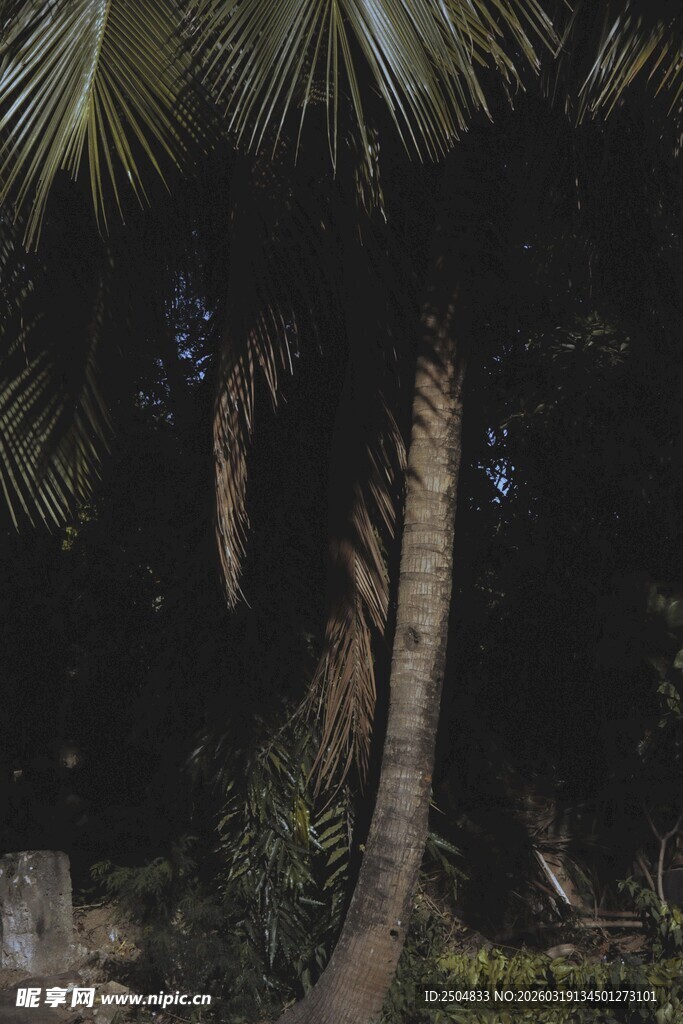 夜晚下的椰树景致