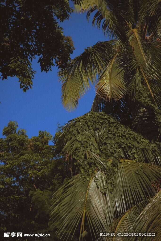 仰望茂密棕榈树与蓝天