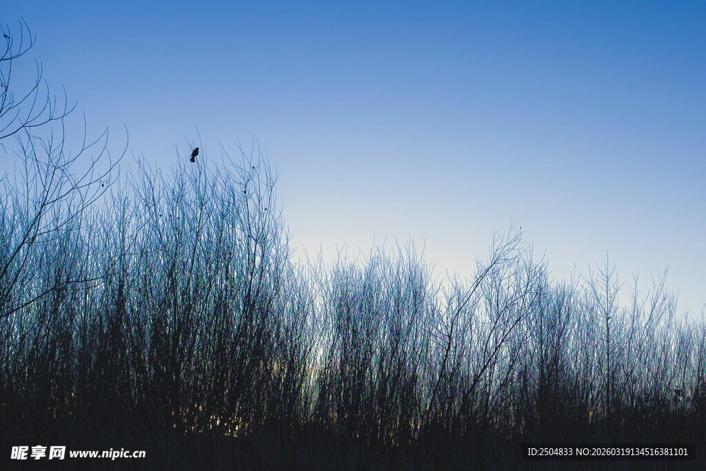 蓝天映衬下的芦苇与飞鸟