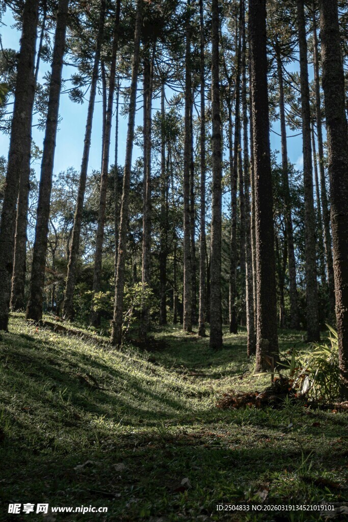 静谧森林中的光影景致