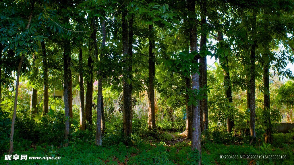茂密森林绿意盎然