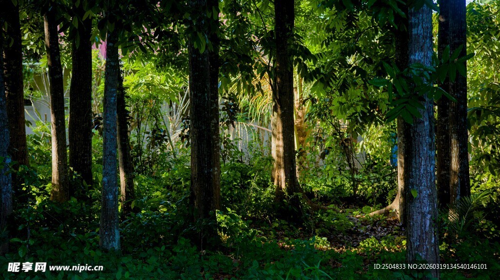 阳光洒落的静谧森林