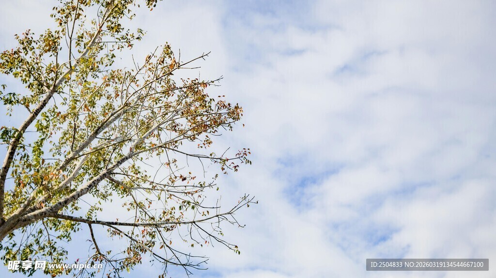 枝头新绿映蓝天