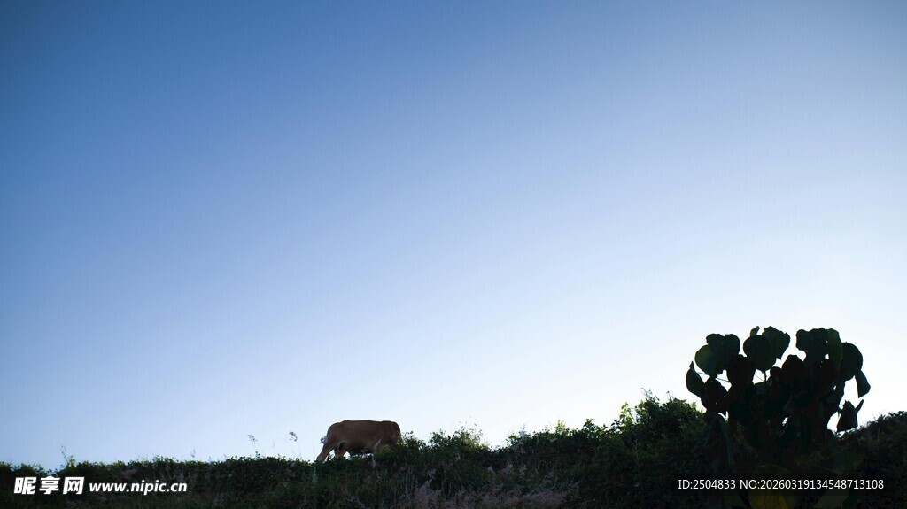 蓝天绿树间的开阔景致