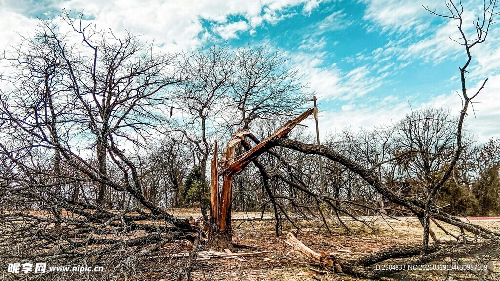 荒野枯树景象