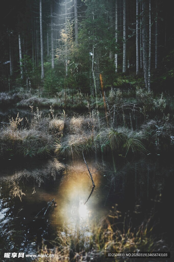 森林中的神秘光束景象