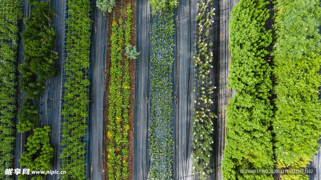 俯瞰葱郁整齐的植物景观