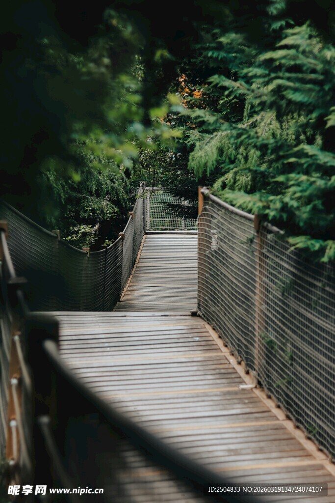 林间木栈道 静谧自然景