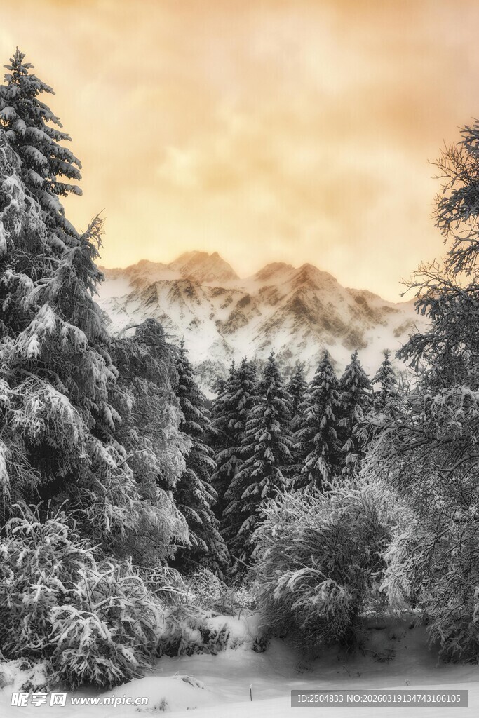冬日雪覆山林美景