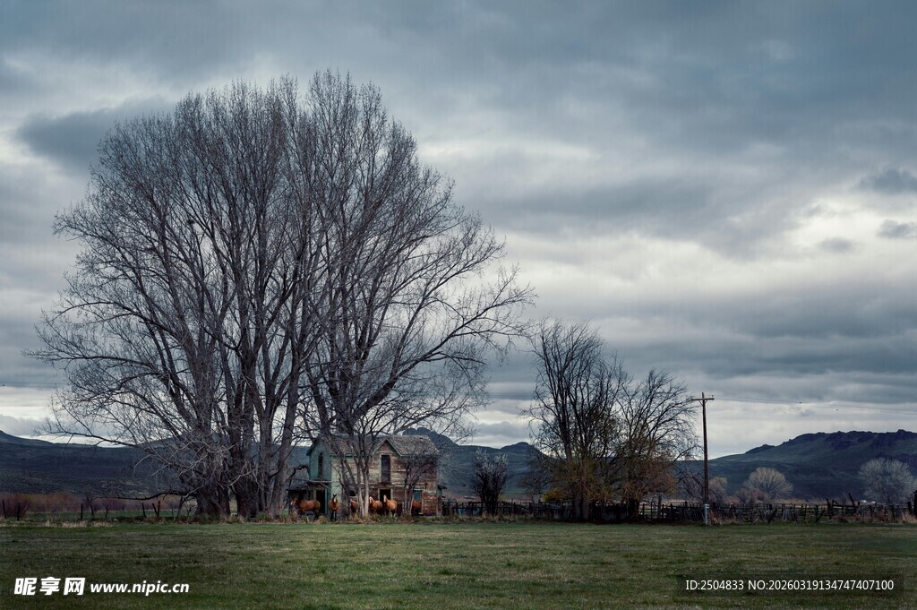 旷野孤树与 沉天空