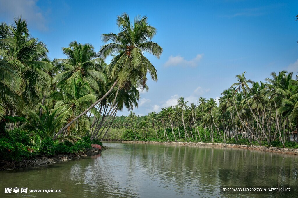 热带河畔椰林风光