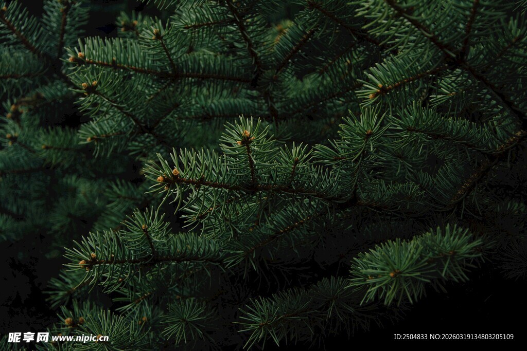 茂密松针特写
