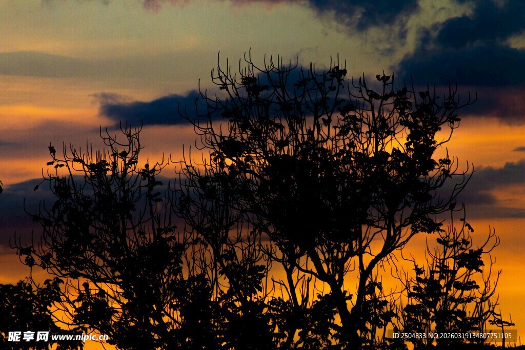 夕阳下的树木剪影景观