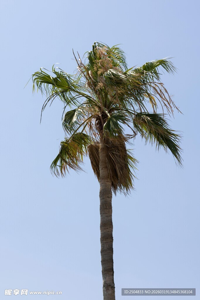单棵挺拔的棕榈树