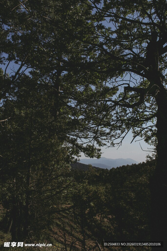 林间小道 远望蓝天绿树