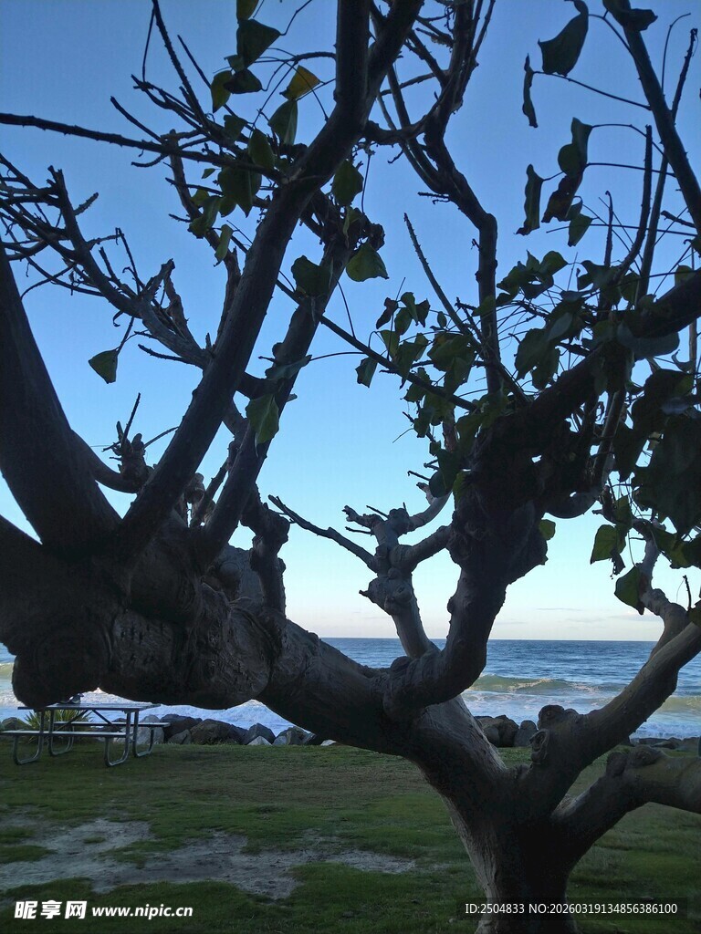 海边孤树 蓝天绿地之景