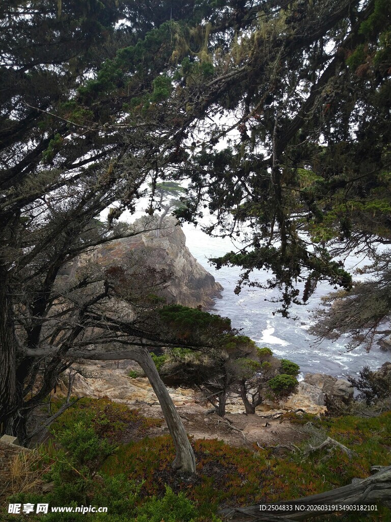 海岸边的树木与岩石景观