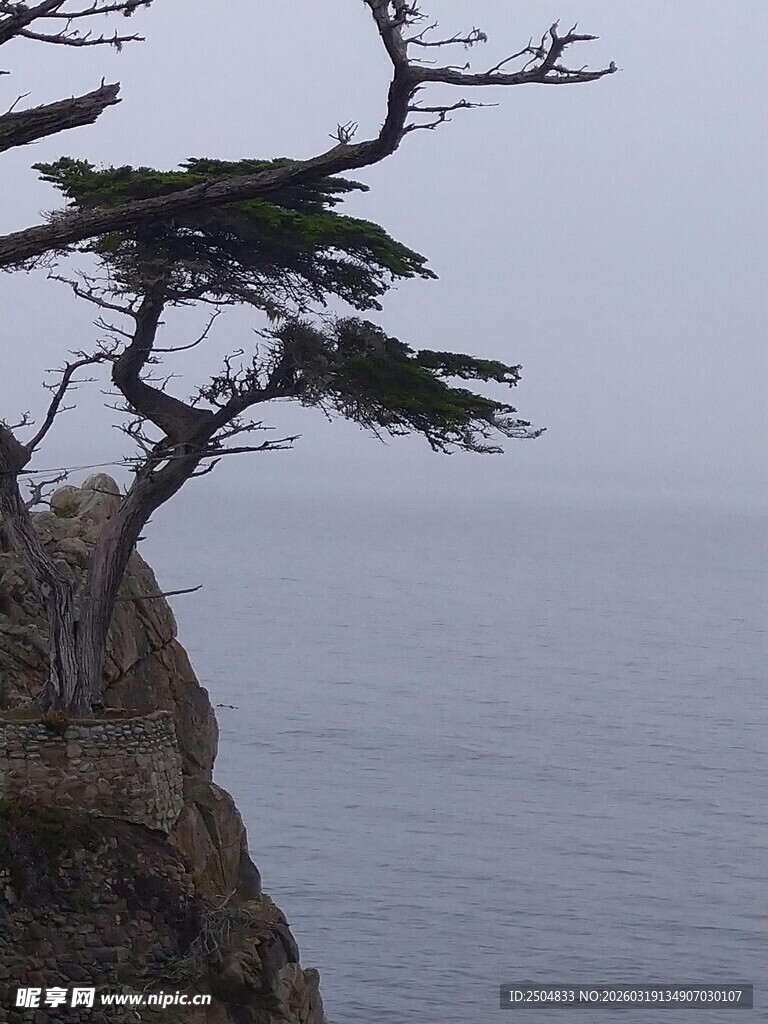 悬崖孤松伴浩渺海景