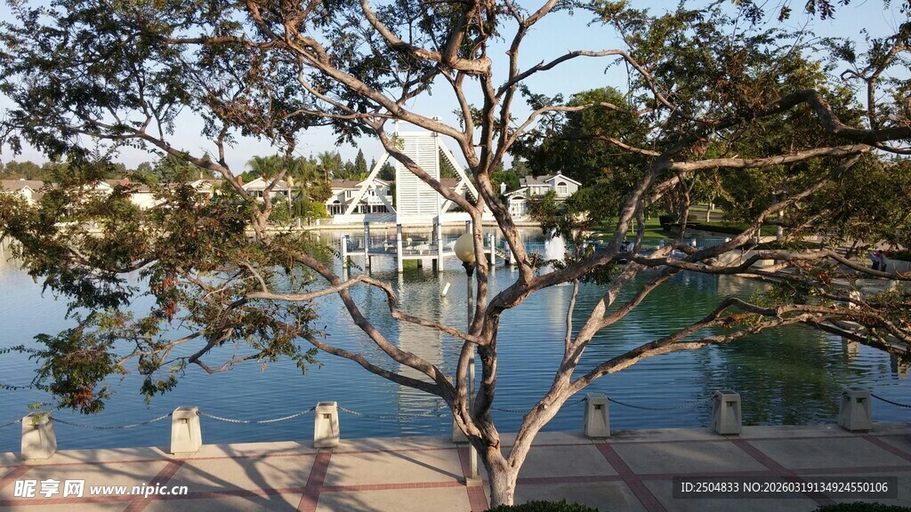 湖畔大树下的静谧景致