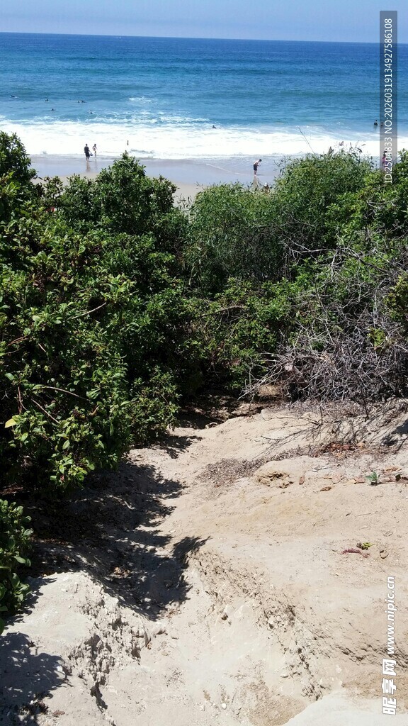 海边沙滩旁的绿植小径