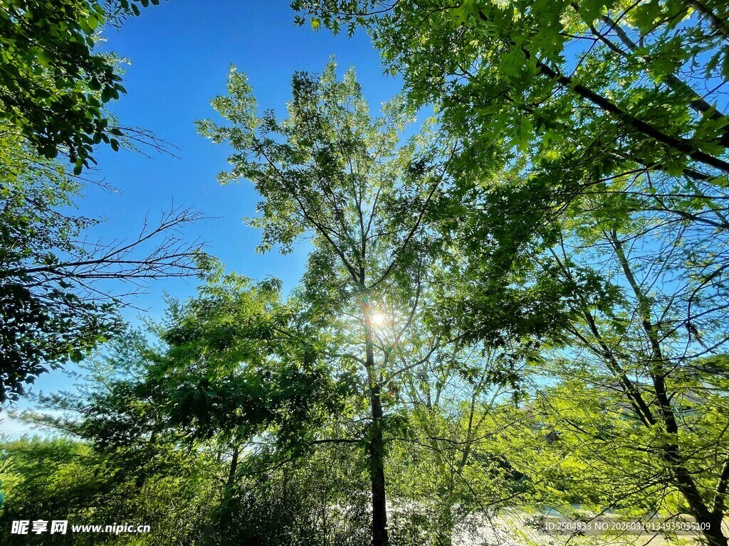 阳光穿透树林的清新景致