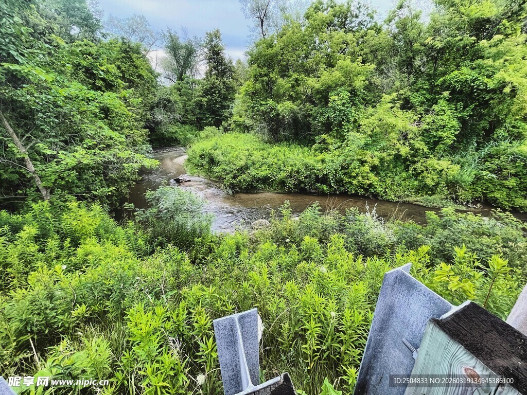 茂密丛林中的蜿蜒溪流