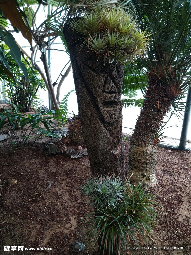 人脸造型的奇特树桩