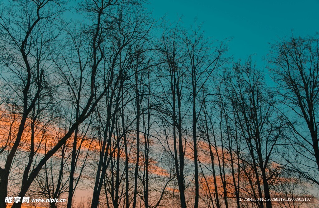夕阳下的枯树林景