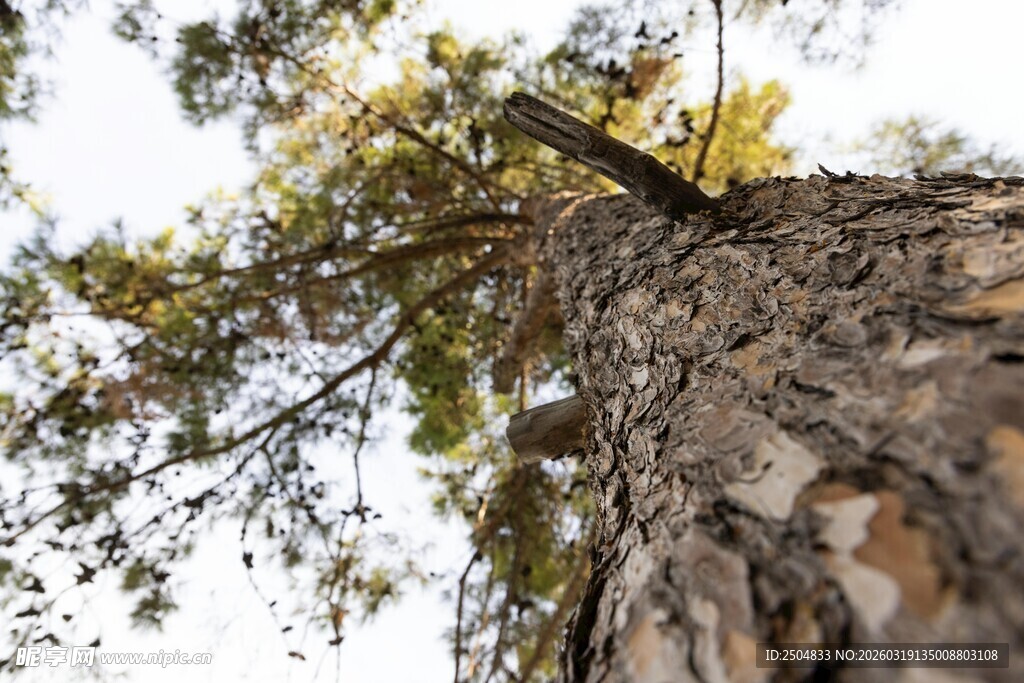 仰视参天大树树干