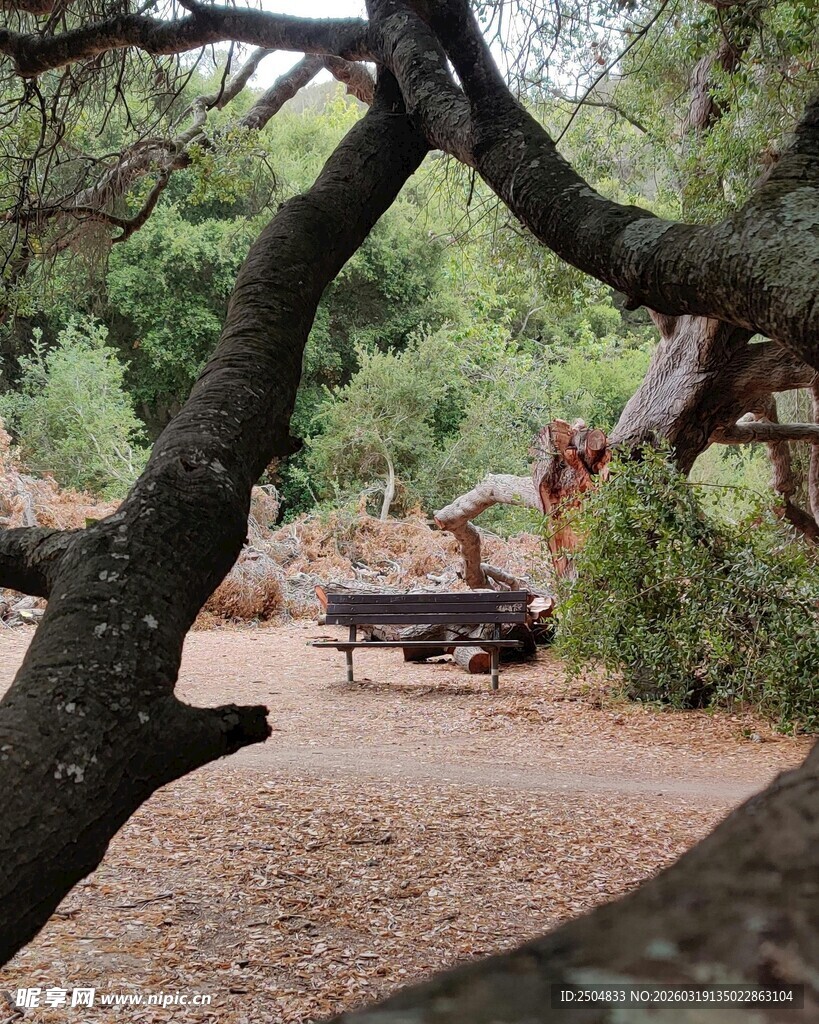 林间休憩处的静谧景致