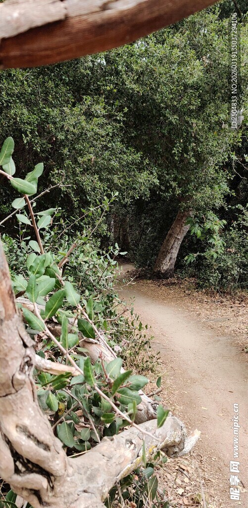 蜿蜒小径旁的繁茂绿植