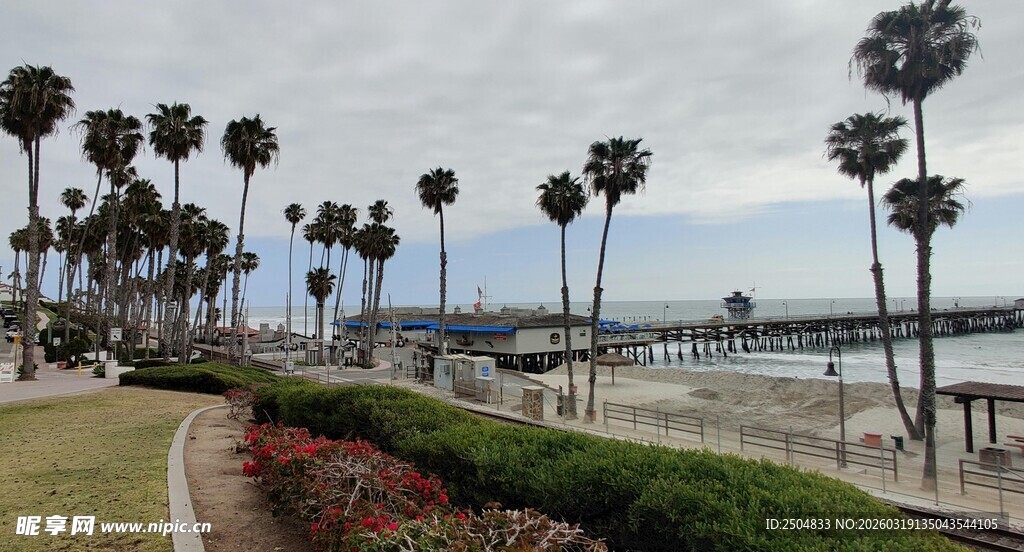 海滨步道旁的高大棕榈树