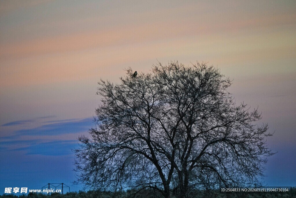 黄昏下的孤独树木